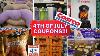 Great 4th Of July Costco Coupons Party Food Air Pods Contigo U0026 More
